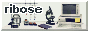 ribose.png
