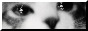 cateyes.jpg