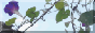 TC_flowers1_button.png