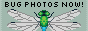 bugphotosnow.png