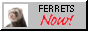 ferretsnow.png
