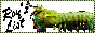 royslistbutton.gif