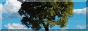 TL_tree_button.png