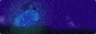 jellykins.gif