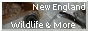new&m.gif