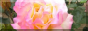 TL_flowers2_button.png