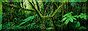 os.gif