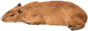 globstermobile.png