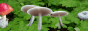 moonbunny.gif
