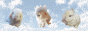 bufucat.gif