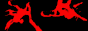 puparium.gif