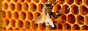 beeking.png