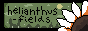 helianthus-fields.png