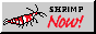 shrimpnow.gif