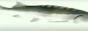 gh.gif