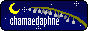 chamaedaphne.gif