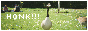 honk.png