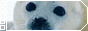 88x31seal.gif