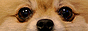 pu.gif