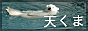 tenkuma.gif
